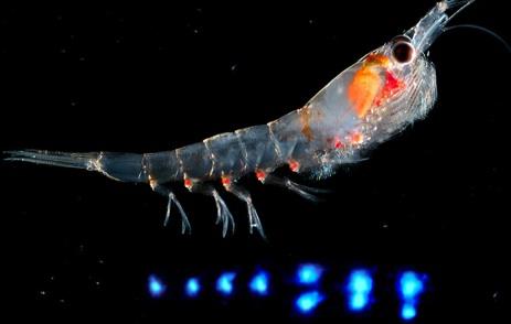 Biyolüminesans Genellikle derin deniz türlerinde