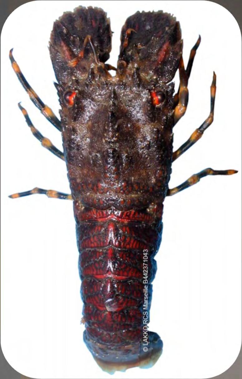 Küçükayı Istakozu (Scyllarus arctus) Familya: Scyllaridae Karapaks dikdörtgen, uzunlamasına üç omurgalı Antenler