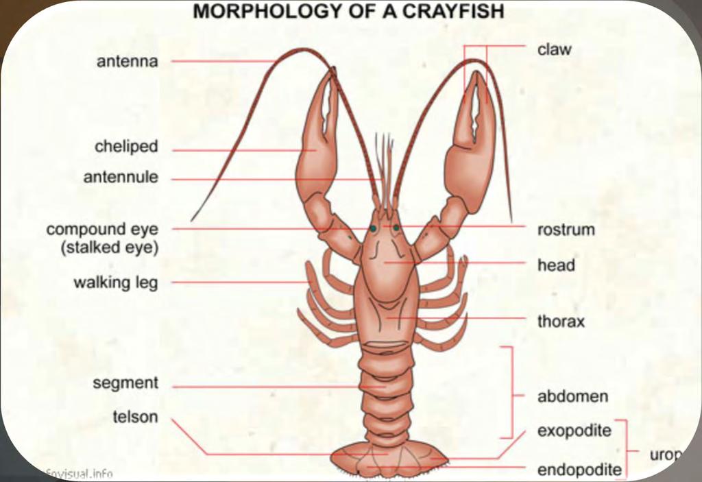 Morfoloji