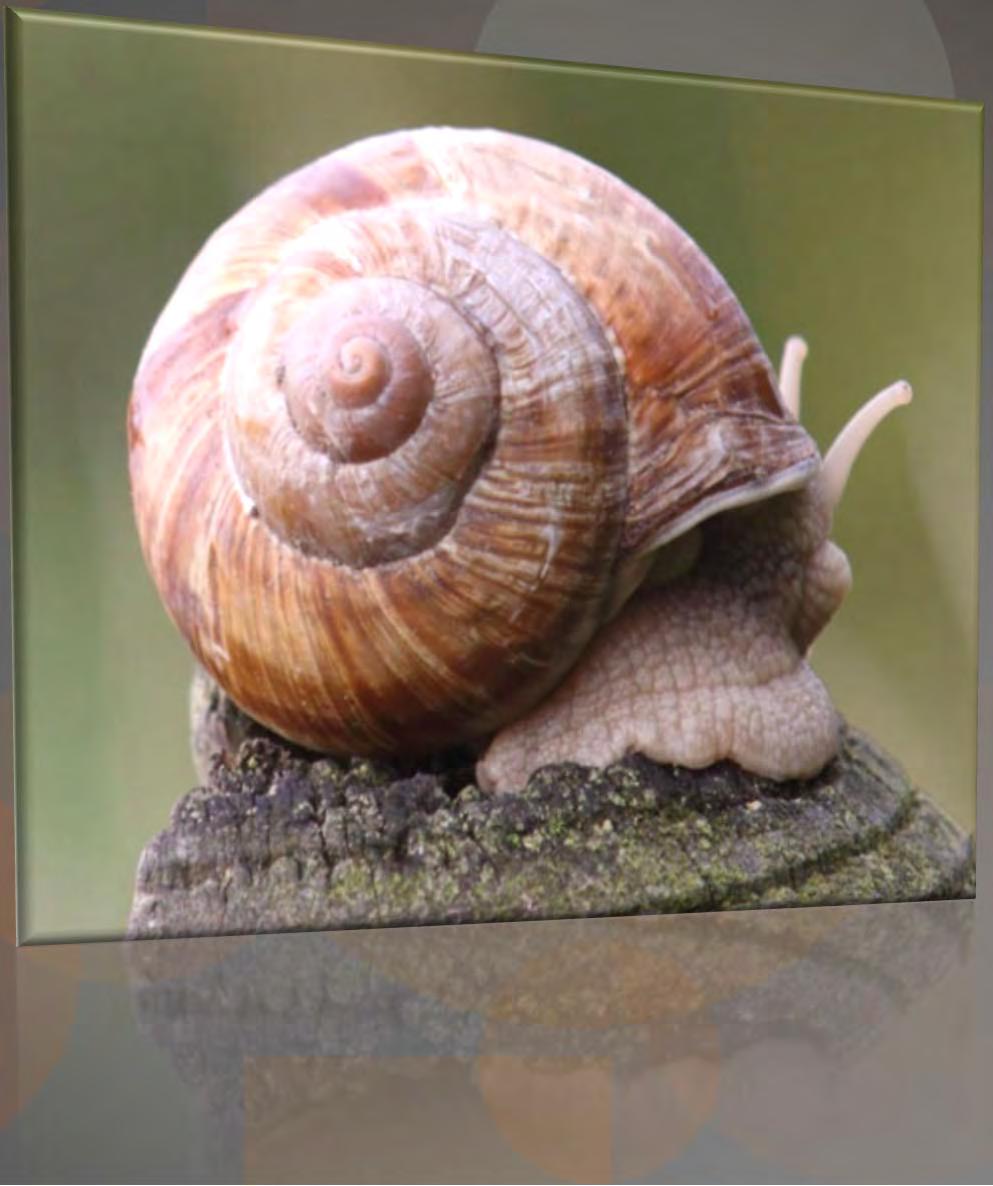 Bahçe Salyangozu (Helix pomatia) Başında uzayıpkısalan iki çift tentakül,