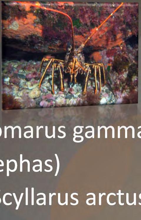 gammarus) Böcek