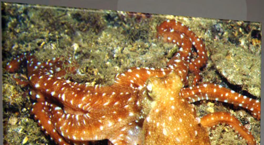 Uzun Kollu Ahtapot (Octopus