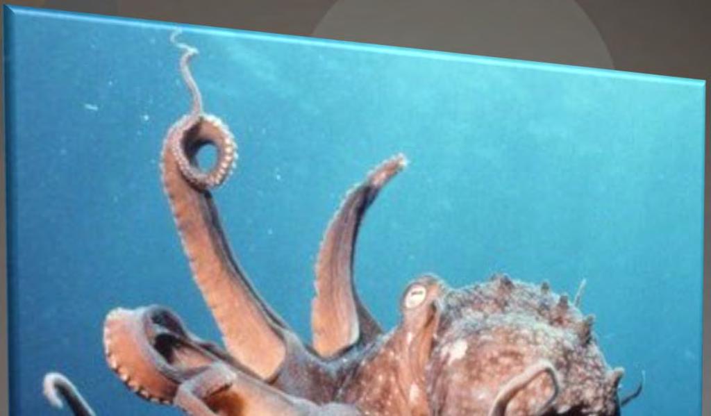 Ahtapot (Octopus vulgaris)