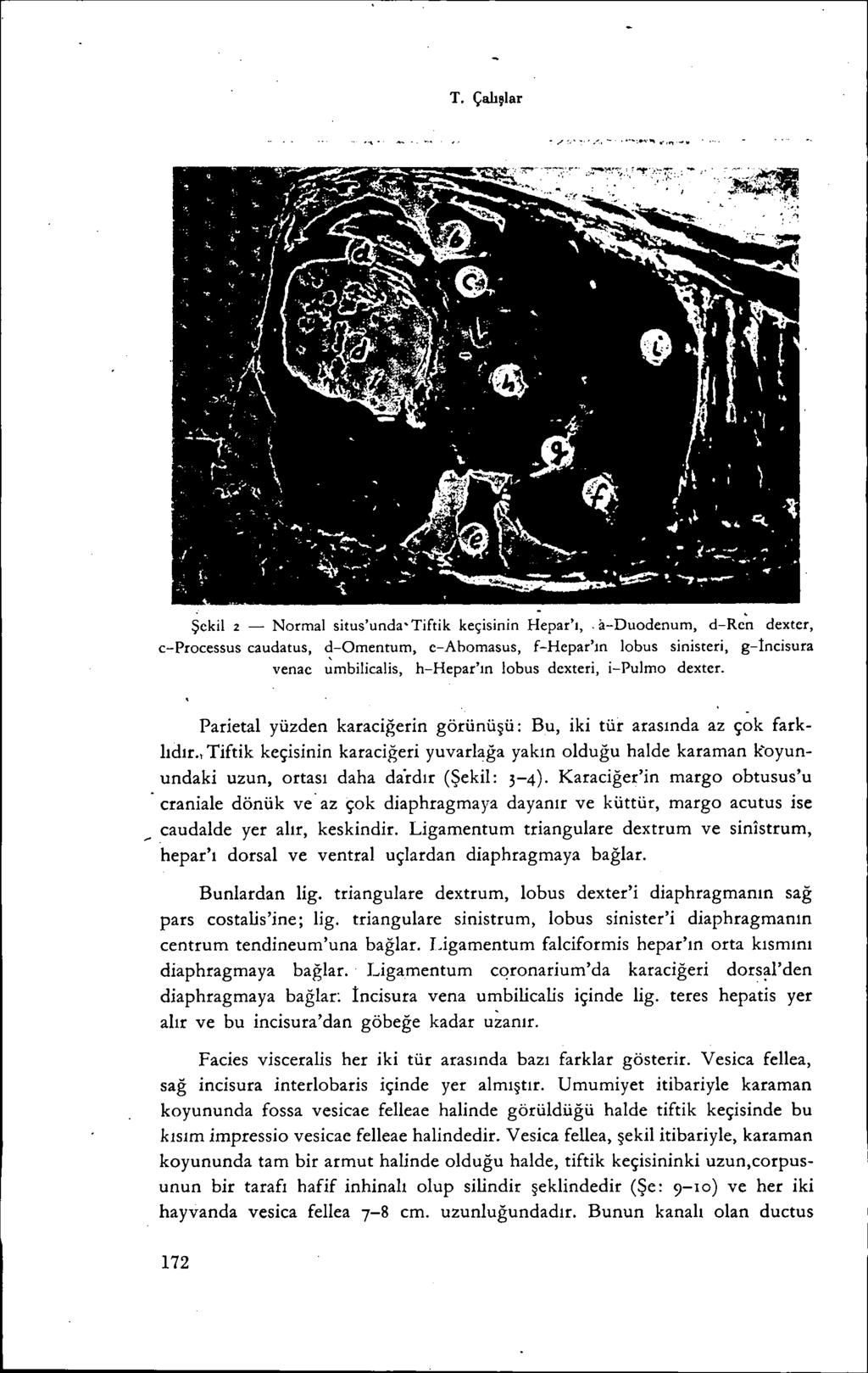 T. Çalışlar /~... ~,,/., -. -~:..,..,"t'...:~'.:.,,:,~~~~.:./-r.-.:..::i:.: - ".., :~, ':::.'~ Şekil 2 - Normal situs'unda'tiftik keçisinin Hepar'ı,.