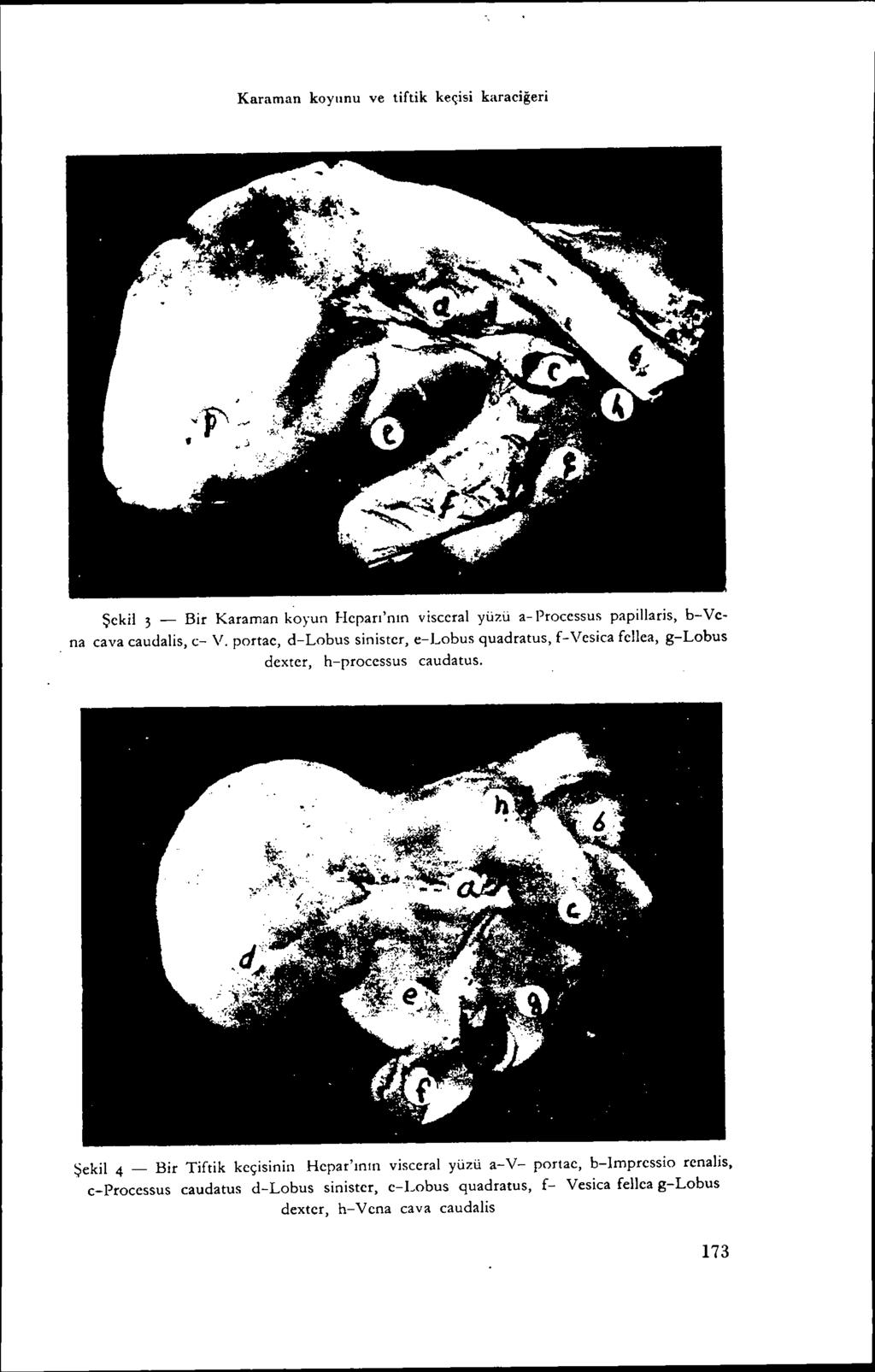 Karaman koyunu ve tiflik keçisi karaciğeri Şekil 3 - Bir Karaman koyun Heran'nın visceral yüzü a- Processus papillaris, b-vena cava caudalis, c- V.