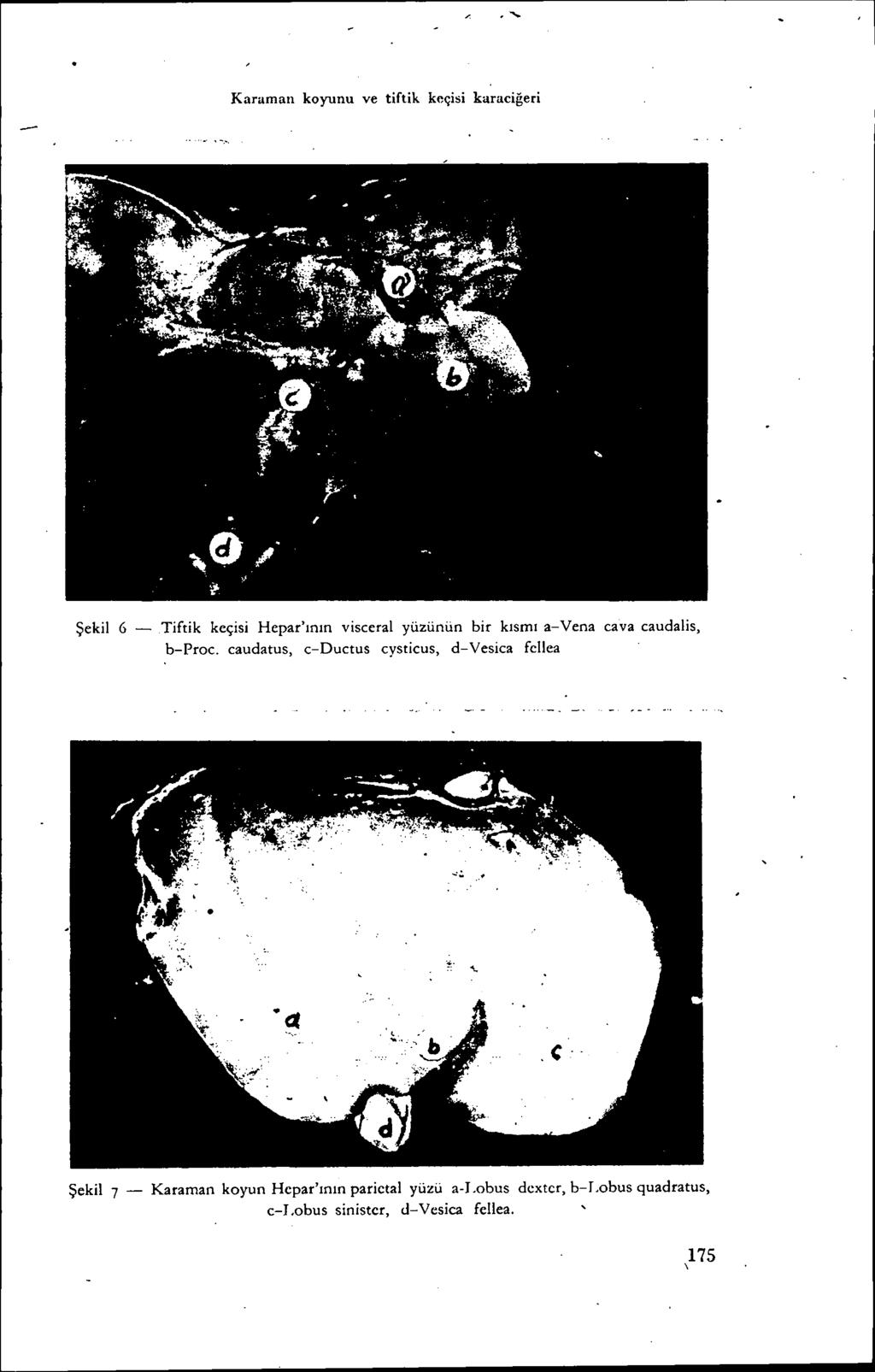 ."- l Karaman koyunu ve tiftik keçisi karaciğeri Şekil 6 - Tiftik keçisi Hepar'ının visceral yüzünün bir kısmı a-vena cava caudalis, b-proc.