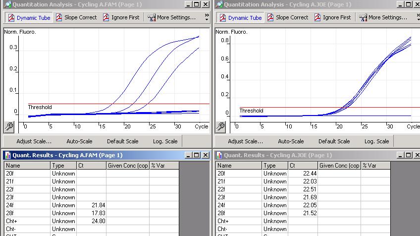 Örnek 20f, 21f, 22f, 23F Negatif örnek 24f, 28f, Pozitif örnek Chl+ : Pozitif kontrol Chl- : DNA-tampon iq icycler ve iq5 (Bio-Rad) ile Real Time Amplifikasyonu 1.