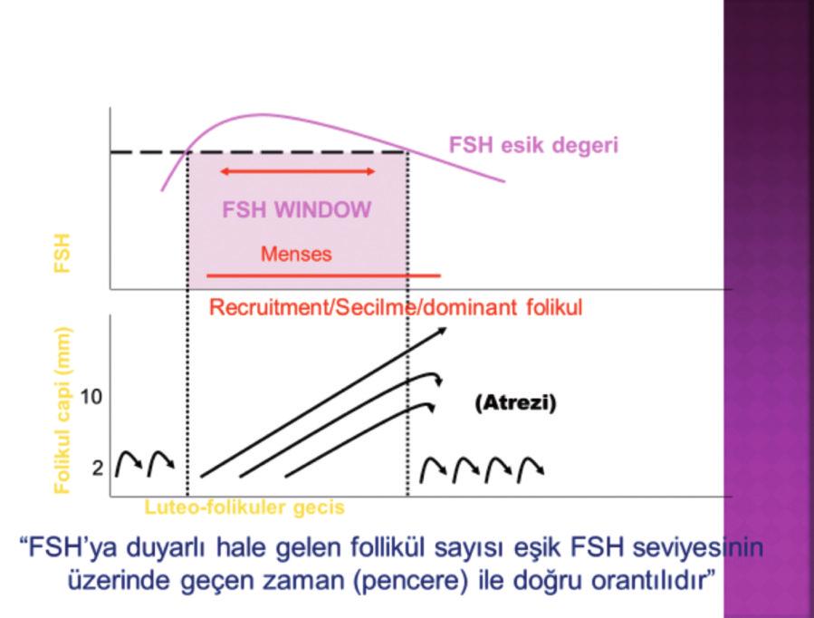 YAPISI VE ETKİ MEKANİZMASI KS nonsteroidal trifenilkloretilen derivesi olup selektif östrojen modülatör (SERM) grubundan östrojen analoğu olan bir ajandır.