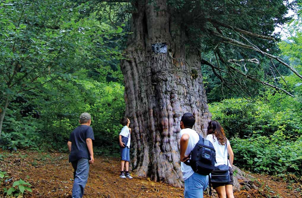 Alaplı Çaycuma Bronz Çağ a tarihlenen Porsuk ağacı (Taxus Baccata), Anadolu nun bilinen en yaşlı ağacıdır. Dünyanın en yaşlı beş ağacı arasındadır.