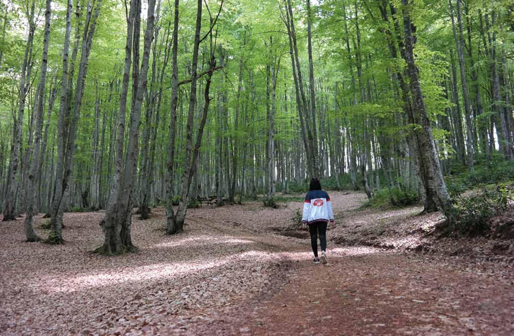 ağacı unvanını almıştır. Zonguldak-Devrek karayolu üzerinde kent merkezine 22 km mesafededir. Ormanın hâkim elemanlarını geniş yapraklı ağaçlar oluşturur.