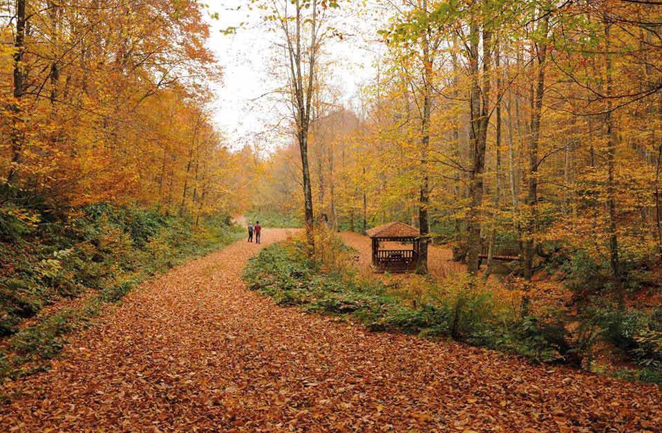 Zonguldak Devrek Kent Ormanı içinde çocuk oyun alanları, yürüyüş yolları, seyir terası, yağmur barınağı, çadır kamp alanı, ahşap köprü, gölet ve otopark