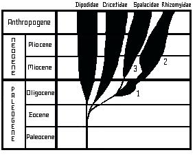 1.3. Familya: SPALACIDAE Spalacidae familyası yaklaşık 30-40 milyon yıl önce, Üst Oligosen-Erken Miyosen döneminde (Şekil 2), Anadolu veya civarında, muhtemelen Muroid- Cricetoid stoktan köken almış