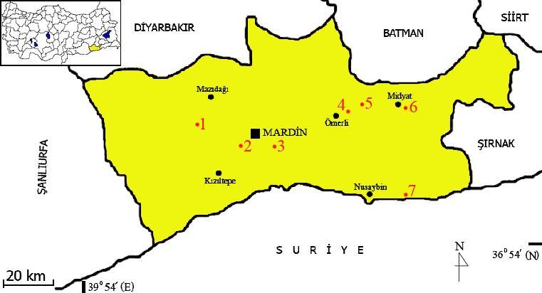 3. MATERYAL VE METOT Bu çalışmada Nannospalax ehrenbergi türünün Mardin den 2n=52, NF = 76, NFa = 72 kromozomal formuna ait kafataslarından uygun olan 15 kafatası ile Batman ve Siirt den 2n = 56, NF