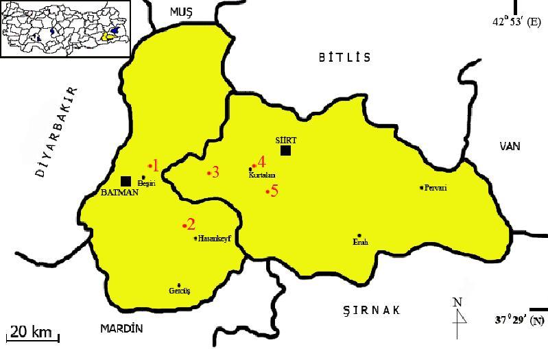 Şekil 8. Nannospalax ehrenbergi 2n=56 kromozomal formunun Batman ve Siirt de toplandığı lokaliteler (1.