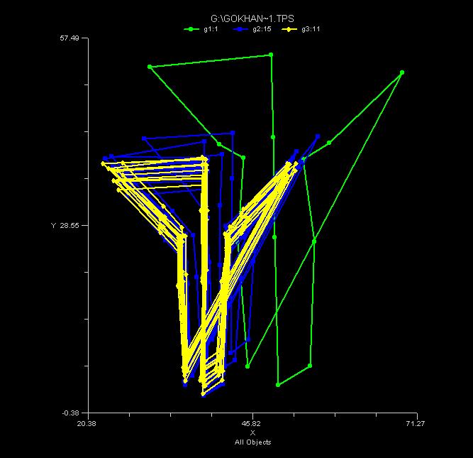 TPS deformasyon gridleri grafiği, örneklerin landmark noktalarının X ve Y koordinatı verilerinin Morpheus et al. (Slice, 2000) 92 programı kullanılarak üst üste bindirilmesi ile oluşturulur.