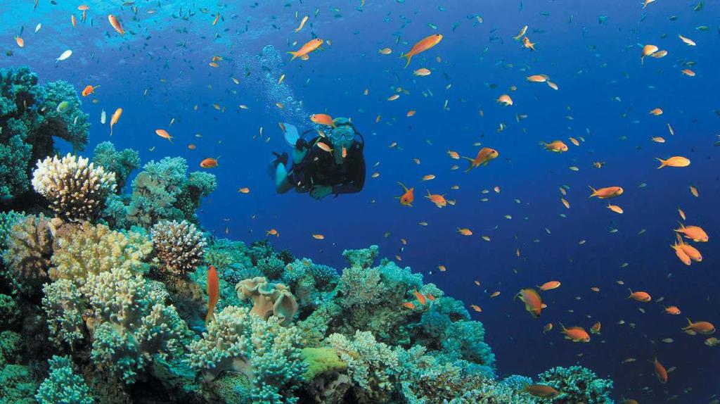 Scuba Scuba (aletli dalış) kurallarına uyulduğunda hiçbir tehlikesi olmayan bir spordur. Problemler büyük oranda insan (dalgıç) kaynaklıdır.