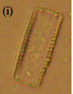 Cymatopleura solea, (d)