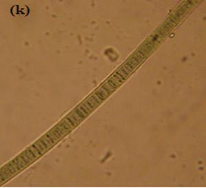 Nitzschia sigma,