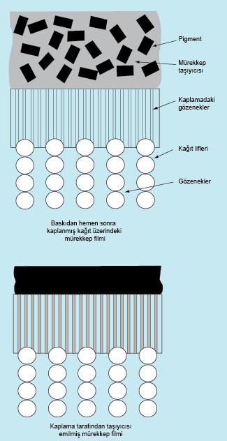 36 Şekil 4.3. Kuşe kâğıt üzerinde yerleşen bir mürekkep filmi [Lawrence, 2008] Mürekkep pigment tanecikleri normal olarak 1-3 mikron ölçüsündedir ve bazı lifçikler arasındaki boşluklar yarım mikronun