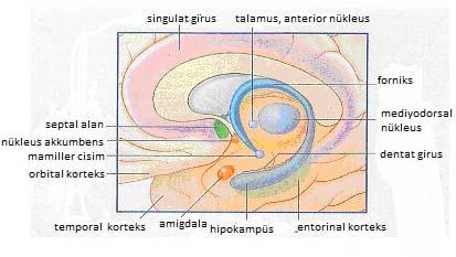 tedavi sağlanmıştır. Bu çalışmalar, hipokampusun nöbet deşarjlarını başlatan nöronları içerdiğini düşündürmektedir (19). 2.