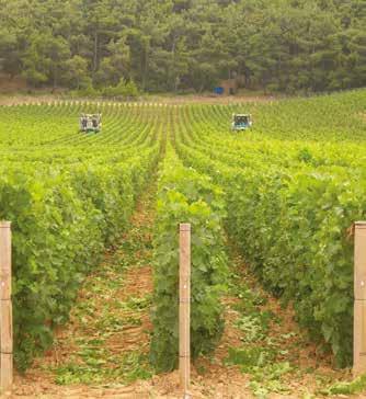 Sıra Üstü Traktörlere Monte Edilen Ekipmanlarla Çit Şeklinde Yeşil Budama 1, Sultan 7, Altın Sultani, Manisa Sultanı, Saruhanbey) ve yabancı (Thompson Seedless) tipleri ile çekirdeksiz melezlerinin