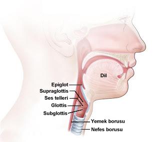 Larenjektomi Rehberi Dr. Itzhak Brook Şekil 1. Normal gırtlak anatomisi Şekil 2.