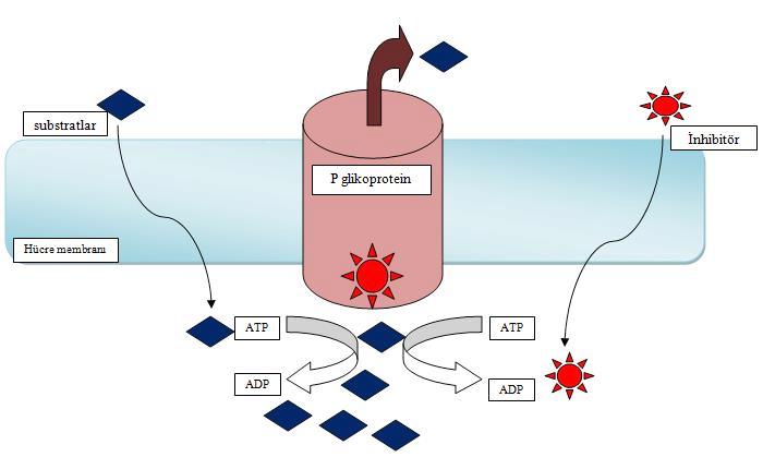 AYPAK ve ark. Şekil 1: P gp ler hücre membranına yerleşmiş efluks pompası olarak görev yapan transmembraner proteinlerdir.