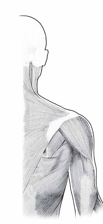 3 1 1 1 oksipital kemik spina skapulanın medial kenarı skapula üst kenarı 1 klavikula 1 10 1 13 akromion medial kenarı akromion spina skapula humerus boynu skapula lateral kenarı skapula medial