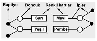 D) Fatma: Kırmızı kart adenin ise yeşil kart timindir. 2015-2016 I. Dönem Ortak S. Mehmet in yaptığı bu DNA modeli ile ilgili olarak aşağıdaki ifadelerden hangisi yanlıştır?