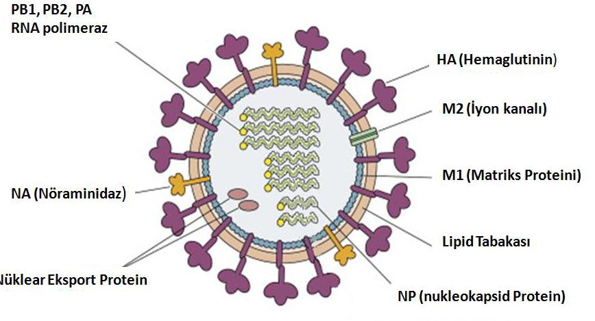 6 kuşlar, domuzlar, atlar, foklar, balinalar ve diğer hayvanlarda hastalık yapabilir. Influenza A virüs virüsün yüzeyindeki iki protein göre alt tipe ayrılmıştır.