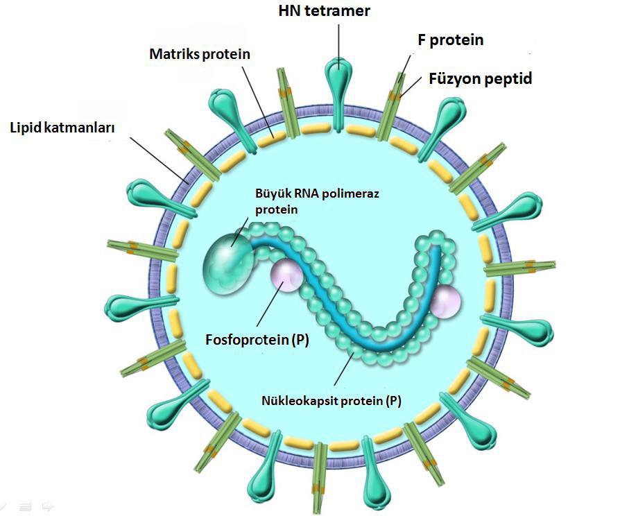 11 1.2.3. Parainfuenza Virüs 1.2.3.1. Virüsün Genel Özellikleri Human parainfluenza virüsleri (HPIV) ilk 1950'lerin sonlarında keşfedilmiştir.