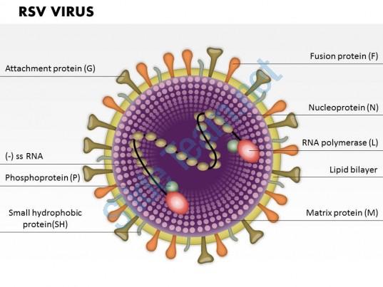 14 Şekil 1.4. Respiratuar Sinsityal Virüs(HRSV) Yapısal Şekli. 1.2.