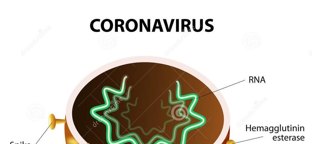 16 Şekil 1.5. Coronavirüsün Yapısal Şekli. 1.2.5.2. Morfolojik Özellikleri Ve Patojenite Coronavirüsler, Coronaviridae ailesinde yer almaktadır.