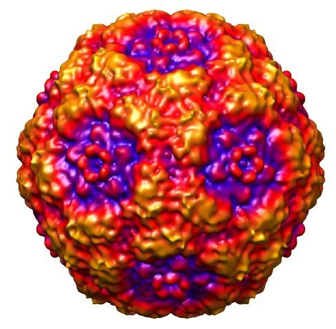 21 1.2.8. Human Bocavirüs 1.2.8.1. Virüsün Genel Özellikleri İnsan bocavirüs (HBoV) ilk kez 2005 yılın ortalarında İsveç te akut solunum yolu enfeksiyonu nedeniyle hastaneye yatırılmış çocukların
