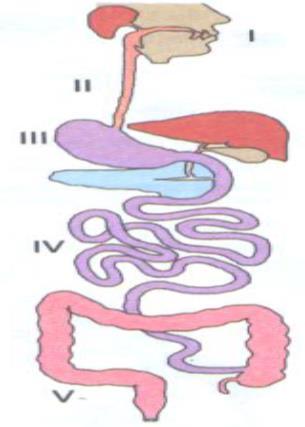 Sindirim Sistemi Etkinlikleri 7 Yandaki insan resminde sindirim sistemi organlarının isimlerini üzerine yazarak aşağıdaki cümleleri tamamlayınız? A-1 numaralı kısımda..kimyasal sindirimi başlar.