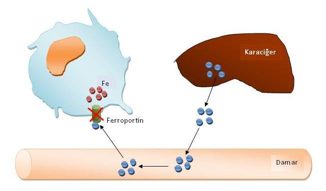 Kan plazmasında hepsidin düzeyinin fazla olduğu bu durumlarda hücrelerde bulunan ferroportin miktarı azalır ve demir bulunduğu hücrelerden kana verilemez.