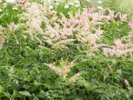 Astilbe simplicifolia 15-20 cm kadar boylanır. Çiçekleri beyaz renkli ve başak şeklindedir. Hazirantemmuz aylarında açar. Yaprakları tek yaprak halinde ve kenarları dişlidir. Resim 1.