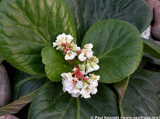 Bergenia ciliata Himalayalar da doğal olarak bulunmaktadır. 30 cm kadar boylanır. Çiçekleri pembe veya beyazdır. Mart ayından itibaren çiçeklenir.