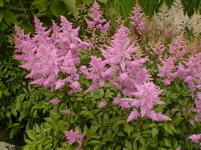 Resim 1.1: Bitkinin genel görünüşü Çiçekleri küçük, salkım veya başak şeklinde, çok süslü, beyaz, kırmızımsı veya yeşilimsi renktedir. Çiçeklenme dönemi haziran- eylül arasıdır.