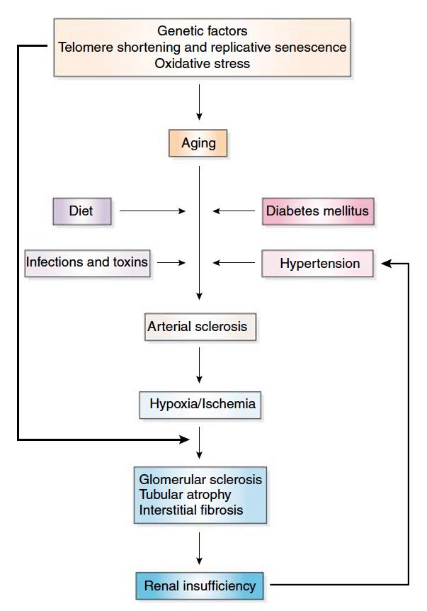 RENAL YAŞLANMADA PATOGENEZ Etkili