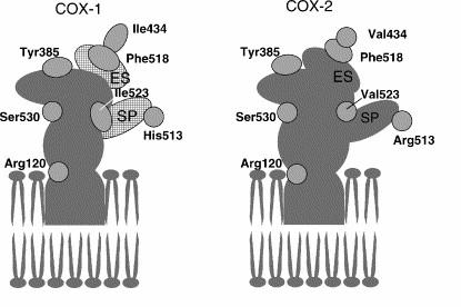 II.2.1. COX-1 ve COX-2 Enzimlerinin Özellikleri 1976 da 71 kda molekül ağırlığındaki COX-1 koyun seminal vezikülünden izole edilmiş ve 1988 de üç farklı grup tarafından tanımlanmıştır.