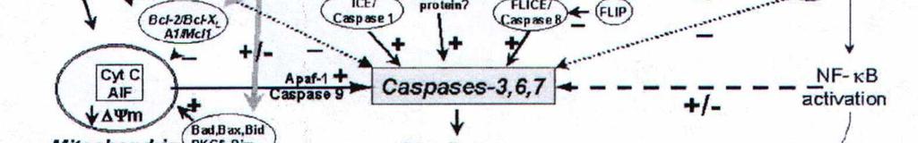 Cell Biol