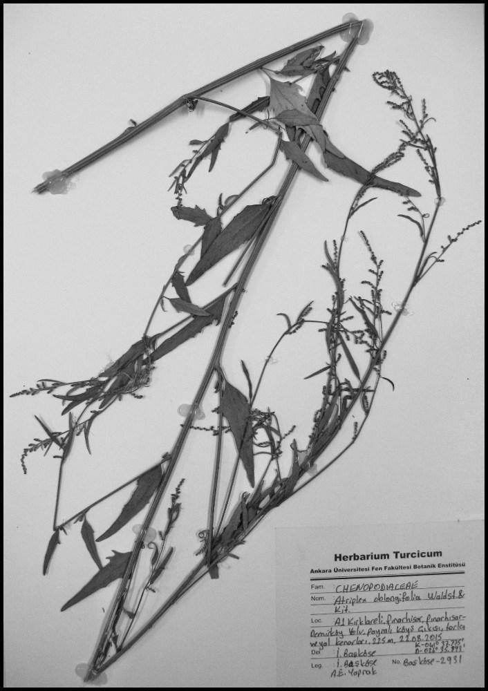 Biological Diversity and Conservation 9 / 1 (2016) 53 Şekil 5. Atriplex oblongifolia türüne ait herbaryum örneği, Başköse-2931 (Herbarium ANK) Kaynaklar Aellen, P. 1967. Atriplex L., In: P. H.
