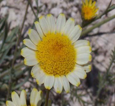 Anthemis tinctoria var