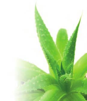 COSMETICS WITH NATURAL EXTRACT DOĞAL KATKI MADDELİ KOZMETİKLER ALOE VERA Soothing Natural extract from cactus in tropical regions of the world. Aloe Vera heals and soothes the skin.