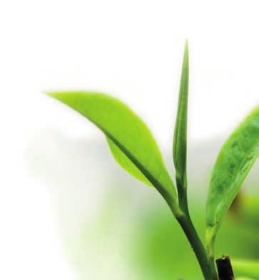COSMETICS WITH NATURAL EXTRACT DOĞAL KATKI MADDELİ KOZMETİKLER GREEN TEA Detoxifying Detoxifying and antioxidising Green Tea extract refreshes the tired skin by neutralising free