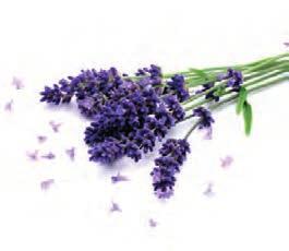 Lavender Sachets