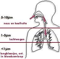 İnsan Solunum Sistemi ve Solunabilir Küçük Partiküller Nose, throat PM10 Bronchia Sağlık Risk Artışı PM2.