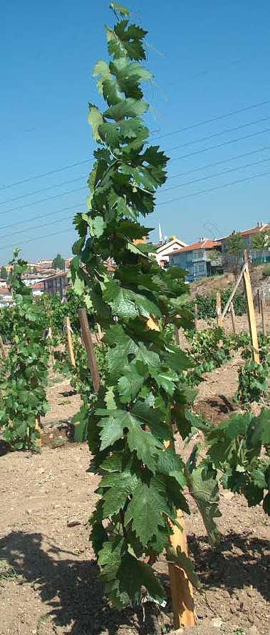 Sürgün ve göz yapısı a) Boğum arasında kısalma b) Boğumlarda ikiz göz oluşumu c) Kış