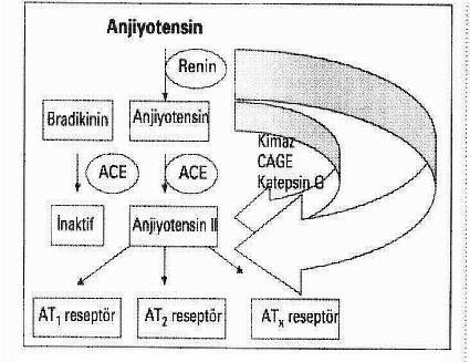 Tablo 1; AT1 ve AT2 Reseptörlerinin Etkileri ATI Reseptörleri Vazokonstrüksiyon Aldosteron salınımı Böbrekte sodyum tutulumu Kalp kontraktilitesinde artıs Kardiyovasküler hipertrofi Hücre